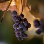 kj278开奖结果最新公布,中奖号码全面揭晓 ffn4u7f07